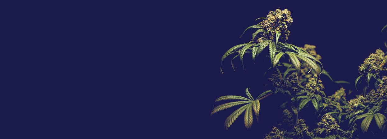 Banner_Cannabis